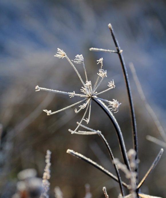 Winter Frost