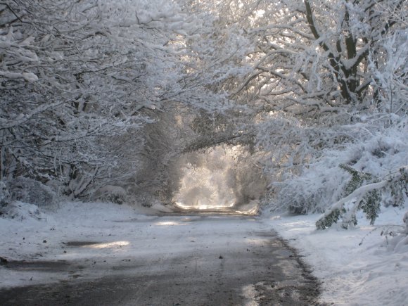 Woodlands Lane in Snow