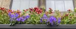 Image: Village Hall window boxes