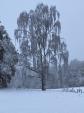 Image: Snow covered silver birch tree 