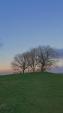 Image: Bunkers Hill oak trees with view of sky