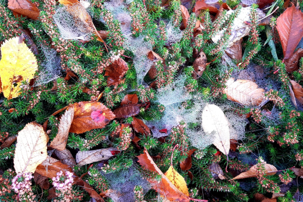 Cobwebs and Autumn leaves on heather