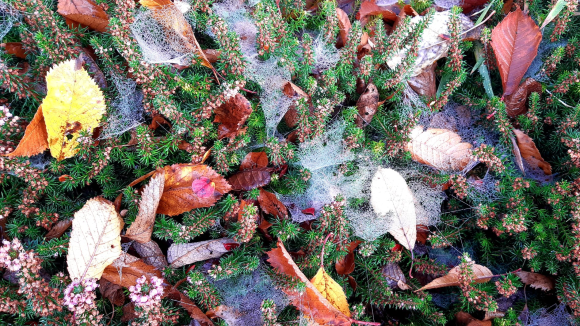 Cobwebs and Autumn leaves on heather